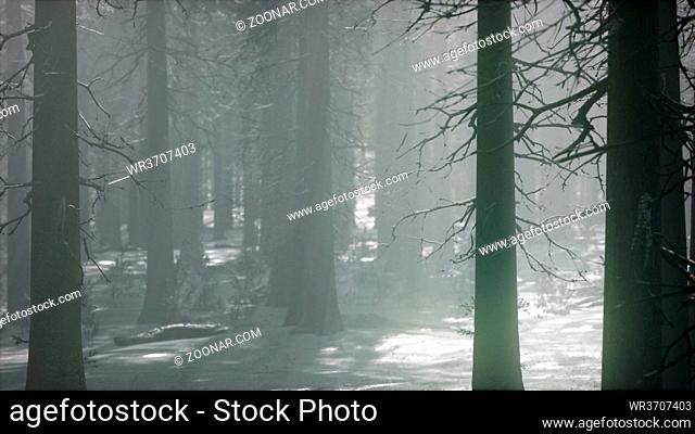 winter snow-covered forest on a cloudy day