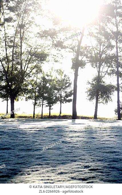 Sun coming through the trees, almost overexposed vertical photo on the landscape of the NC State golf course on the Campus in Raleigh