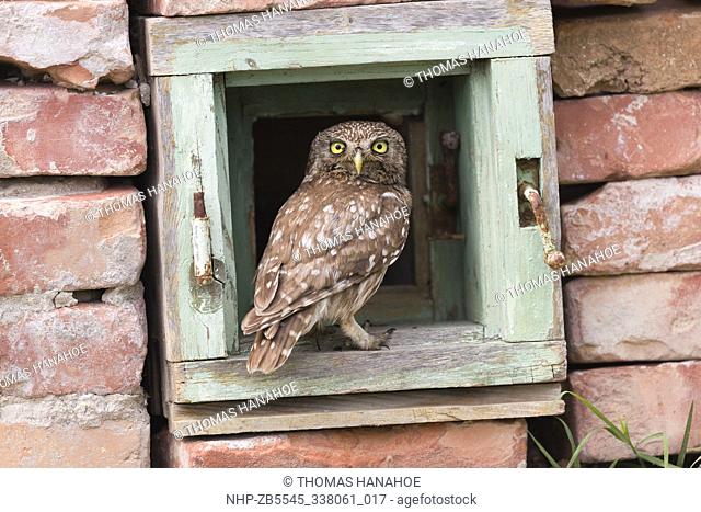 Little Owl in a derelict building: Danube Delta in Romania