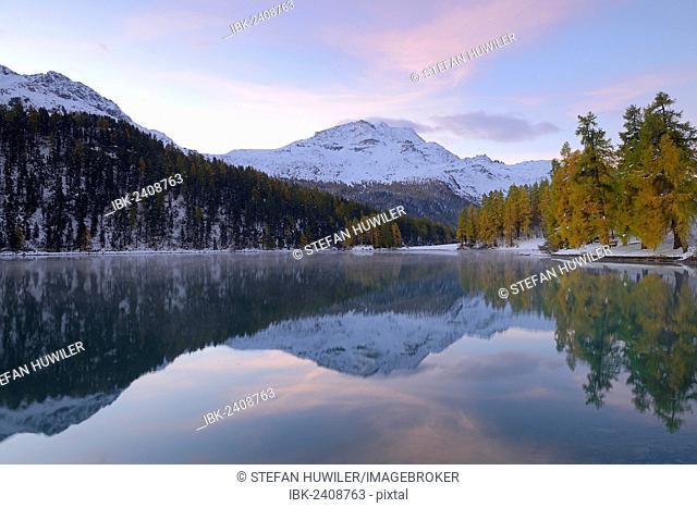Lake Champfer with an autumnal coloured Larch (Larix) forest with Piz da la Margna at the rear, Pontresina, Grisons, Engadine, Switzerland, Europe