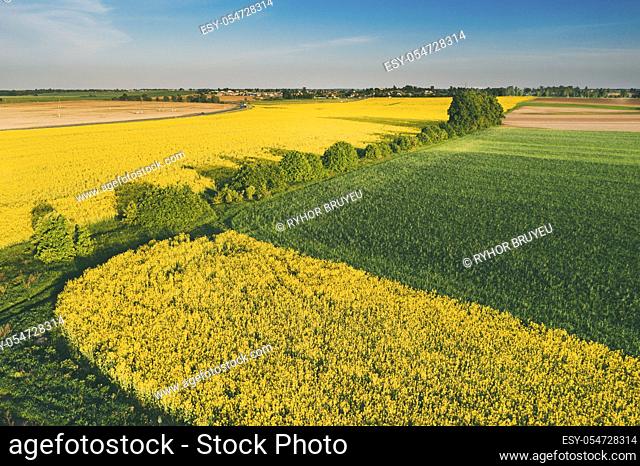 Natural Green Field With Trails Lines In Blooming Canola Yellow Flowers. Top View Of Rape Plant, Rapeseed, Oilseed Field Meadow Grass Landscape