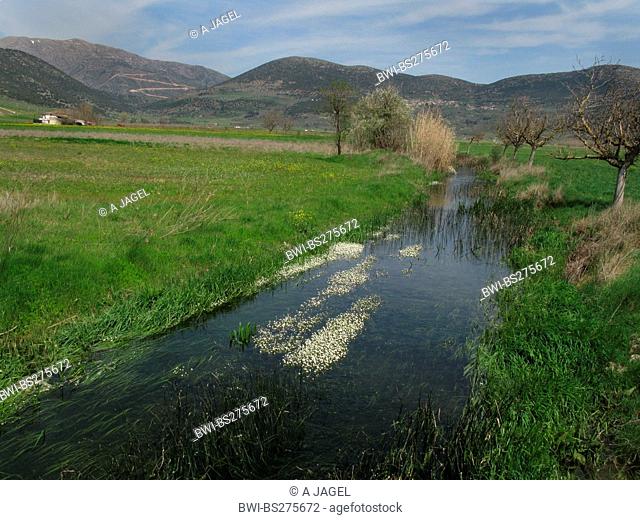 river water-crowfoot Ranunculus fluitans, river with river water-crowfoot in Arcadia, Greece, Peloponnes