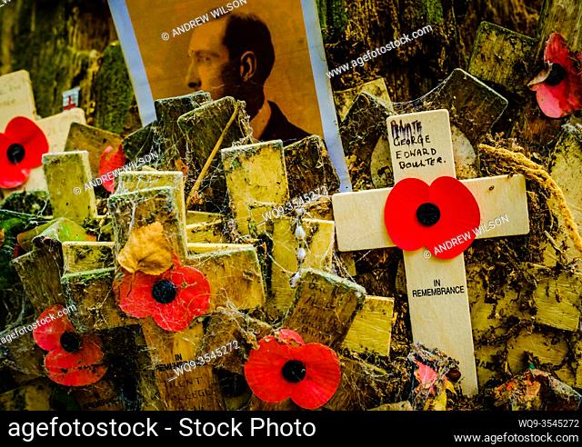 Remembrance crosses attached to a tree in Sanctuary Wood Near Passchendaele, Belgium