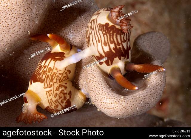 Neon star snail, Neon star snails, Other animals, Marine snails, Snails, Animals, Molluscs, Lined Nembrotha Nudibranch (Nembrotha lineolata) adult pair, mating