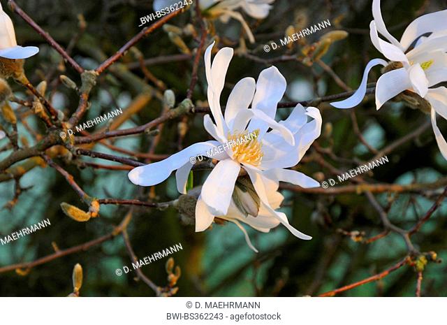 star magnolia (Magnolia stellata), flower