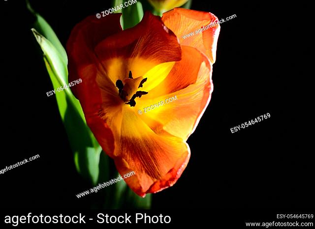 blown red tulip on a dark background