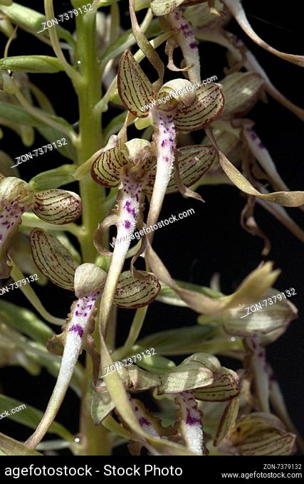 Bocksriemenzunge, Himantoglossum hircinum