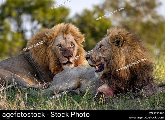 Two male lions, panthera leo, lying together, feeding on a kill
