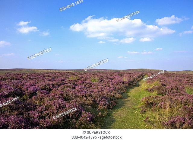 United Kingdom, England, Shropshire, Flowering purple heather on Long Mynd in August