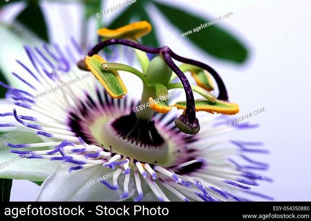 Beauty white blue passion flower Passiflora caerulea