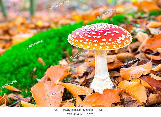 One blooming fly agaric red with white spots in forest