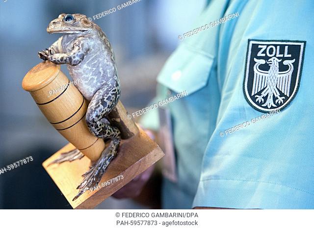 A customs officer holds up a seized drum-playing bullfrog in Duesseldorf, Germany, 25 June 2015. Tracking dogs will be used to detect protected animals and...