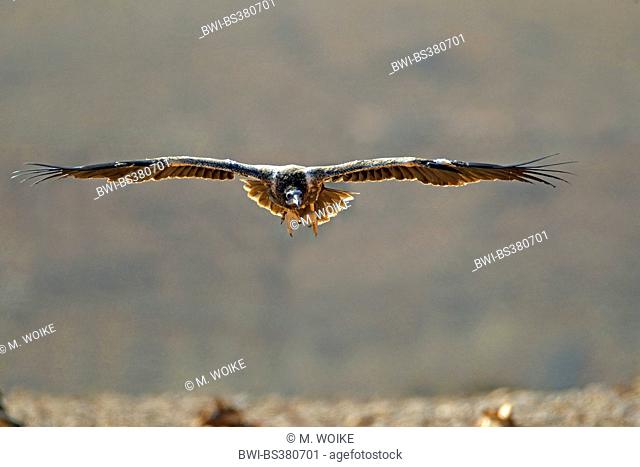 Egyptian vulture (Neophron percnopterus), immature vulture flying, Canary Islands, Fuerteventura