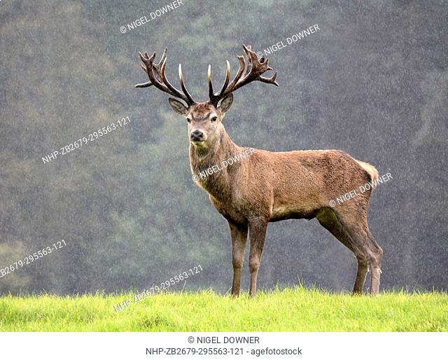 A Red deer stag (Cervus elaphus) standing on a grassy hill in heavy rain. Holkham Park, Norfolk, UK