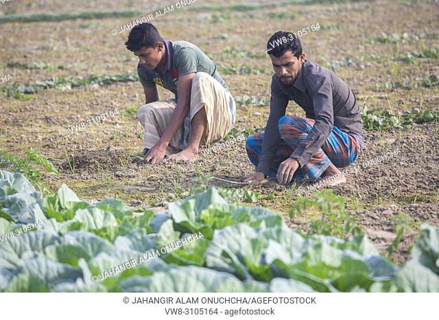 Two vegetable field labors are working at Jessore, Bangladesh