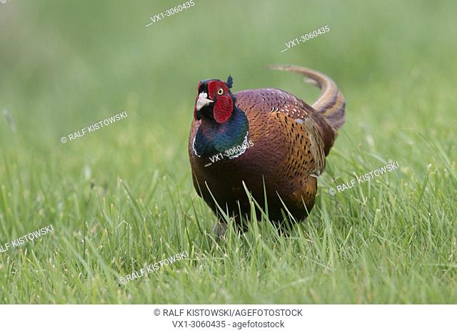 Ring-necked Pheasant ( Phasianus colchicus torquatus), colorful male, sneaking through high grass of a meadow, close by, wildlife, Europe