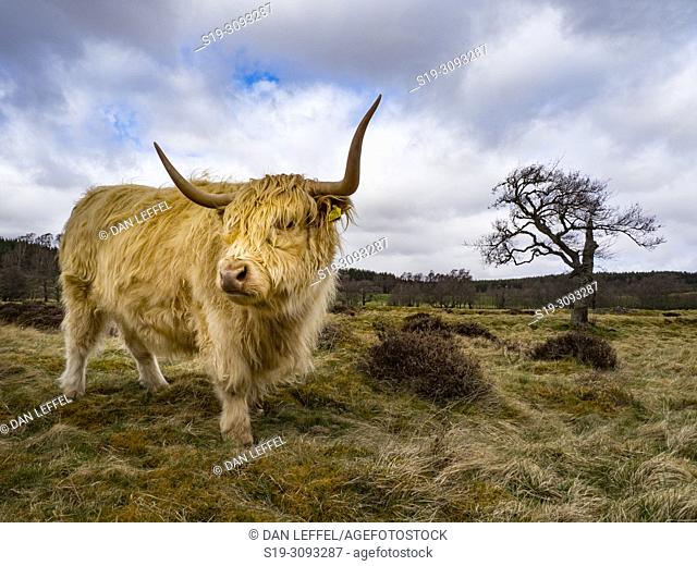 Scotland Cairngorms National Park Highland Cattle