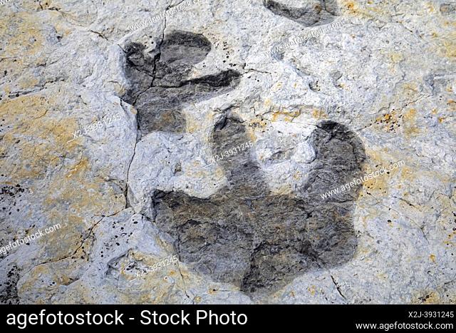 Morrison, Colorado - The tracks of a hadrosaur (duck-billed dinosaur) at Dinosaur Ridge. Visitors can see hundreds of dinosaur footprints along the ridge