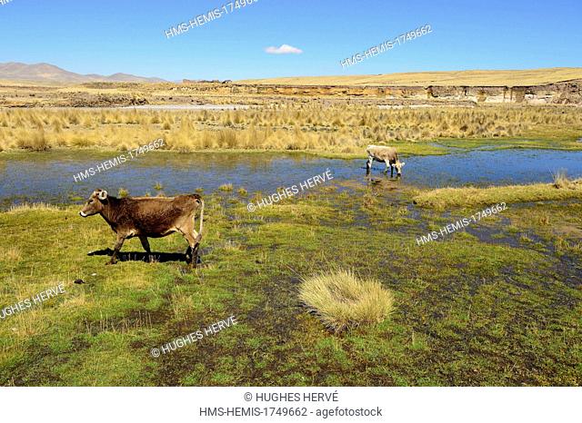 Peru, Espinar province, Coporaque, cows in a pond at the edge of the Apurimac river whose waters form the Amazon River