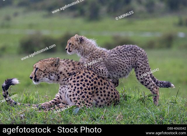 Africa, East Africa, Kenya, Masai Mara National Reserve, National Park, Mother and Young Cheetah (Acinonyx jubatus), in the grass
