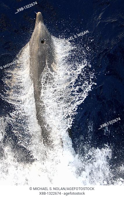 Adult bottlenose dolphin Tursiops truncatus bow riding the National Geographic Endeavour in the waters surrounding St  Helena in the south Atlantic Ocean