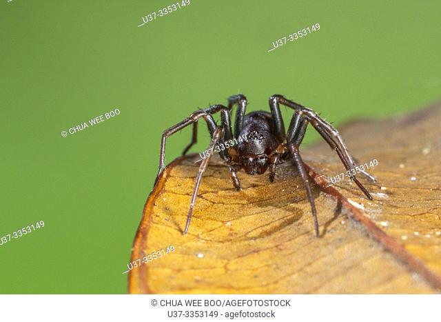 Ant mimic spider, Kampung Skudup, Sarawak, Malaysia