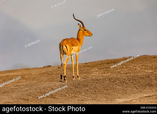 Africa, Zambia , South Luangwa National Park, impala (Aepyceros melampus), male