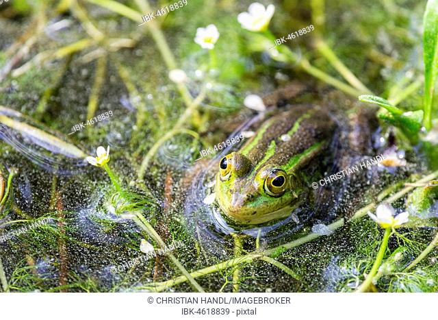 Green frog (Rana esculenta) between flowering aquatic plants, River water crowfoot (Ranunculus fluitans), Veneto, Italy