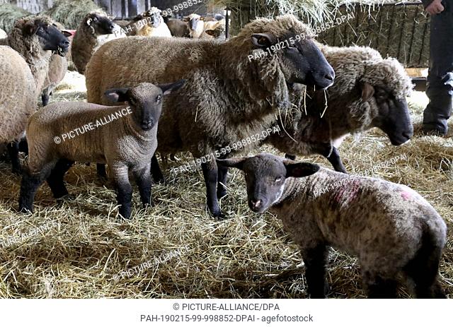 14 February 2019, Mecklenburg-Western Pomerania, Reimershagen: In the stable of shepherd Sven Nöller the lambs romp around beside the mother animals