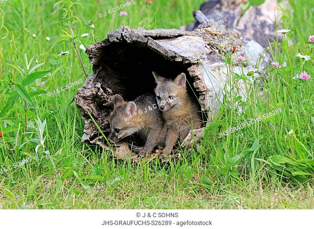Gray fox, (Urocyon cinereoargenteus), two youngs looking out of log in floret meadow curious, Pine County, Minnesota, USA, North America