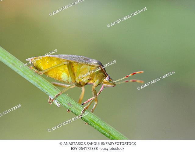 Nezara viridula, commonly known as the southern green stink bug, southern green shield bug or green vegetable bug, Crete