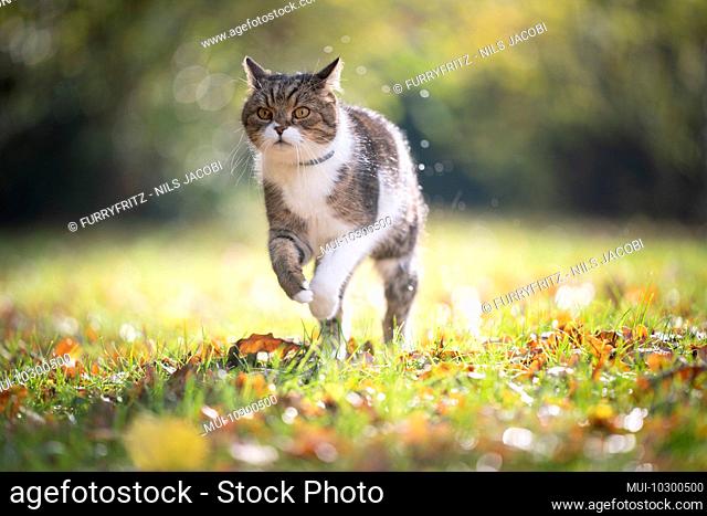 tabby white british shorthair cat running on grass with autumn leaves in the sunlight outdoors in nature wearing anti flea and tick collar