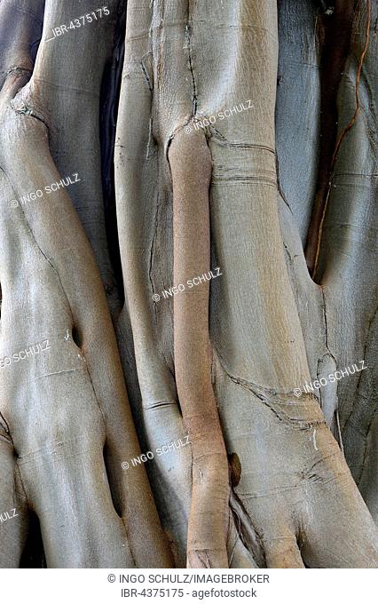 Moreton Bay fig (Ficus macrophylla) or Australian banyan, aerial roots and trunk, origin Australia, Jardín de Aclimatión de La Orotava Botanical Garden