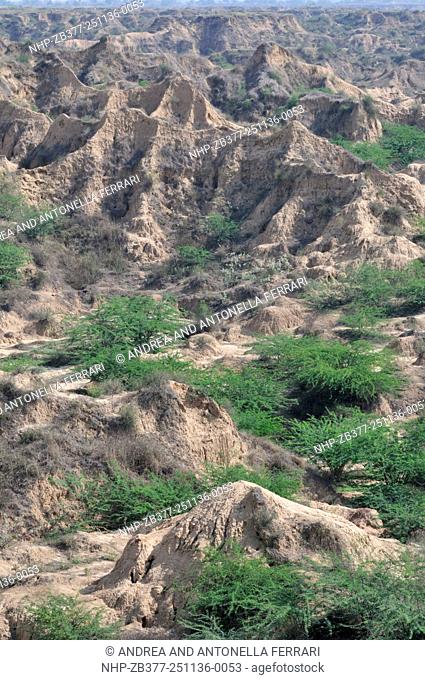The deep ravines alongside the Chambal river, National Chambal Gharial Wildlife Sanctuary, Dholpur, India