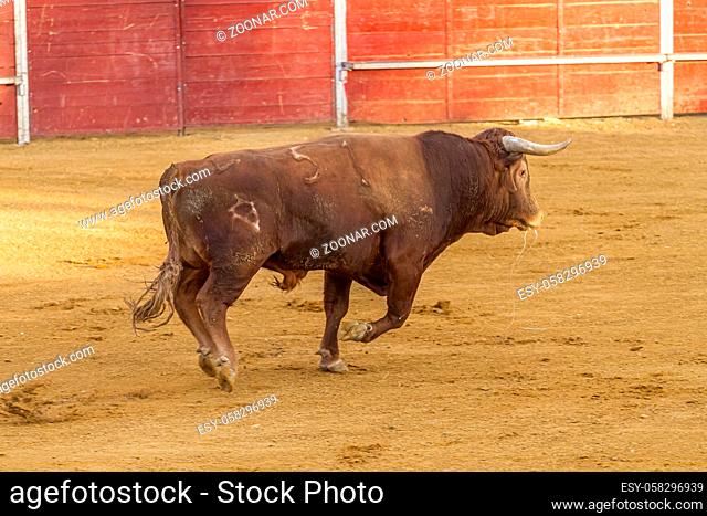 Bullfighting entertainment bullfight, Spanish brave bull in a bullring. the animal is brown and has very sharp horns