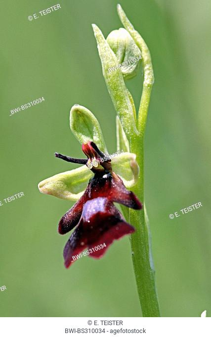 fly orchid (Ophrys insectifera), flower, Germany, North Rhine-Westphalia
