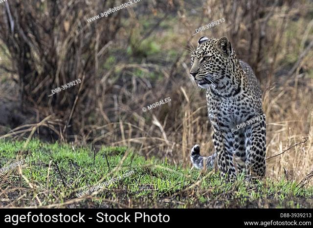 Africa, East Africa, Kenya, Masai Mara National Reserve, National Park, Leopard (Panthera pardus pardus), mother and one-year-old cub walking