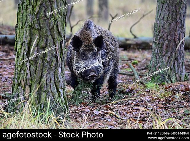 18 December 2021, Brandenburg, Groß Schönebeck: A boar in an enclosure in the Schorfheide Game Park. Photo: Patrick Pleul/dpa-Zentralbild/ZB