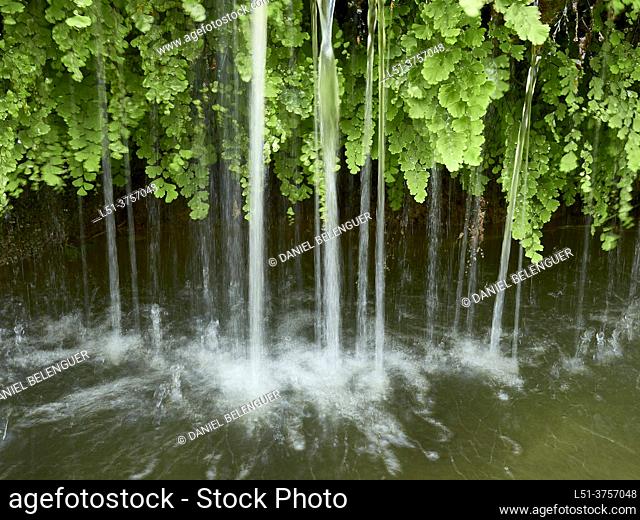 Water flowing trough ferns (Adiantum capillus-veneris) , Villahermosa river, Ludiente, Castellón