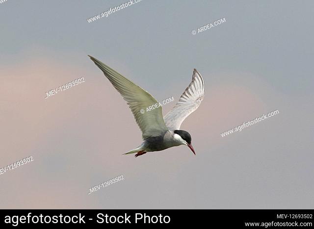 Whiskered Tern - adult bird in flight - Germany