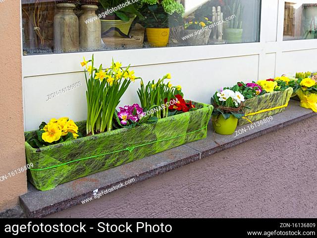 Pots and boxes with flowers on the street next to the flower shop. Spring