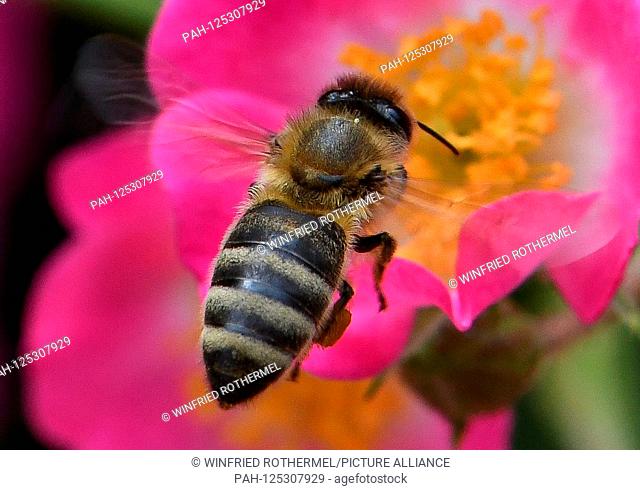 Flying honey-bee , Freiburg, June 6, 2019 | usage worldwide. - Freiburg/Baden-Wuerttemberg/Germany
