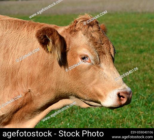 Kuhweide mit Rinder der Rasse Aquitaine. Cow pasture with cattle of the Aquitaine breed