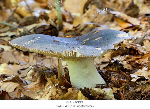 charcoal burner (Russula cyanoxantha), single fruiting body on the forest ground, edible mushroom, Germany