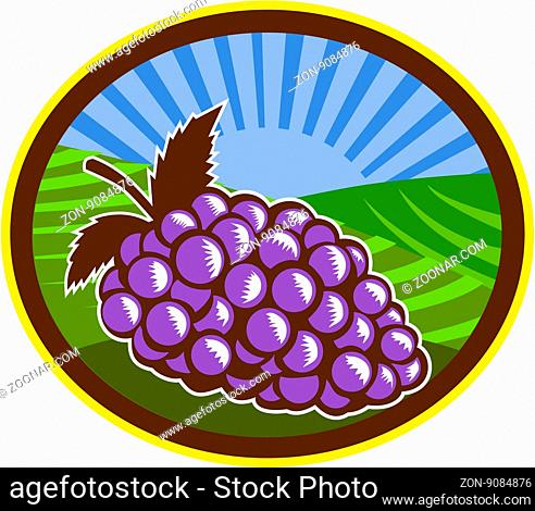 Illustration of a bunch of grapes set inside oval shape with farm vineyard and sunburst in the background done in retro woodcut style