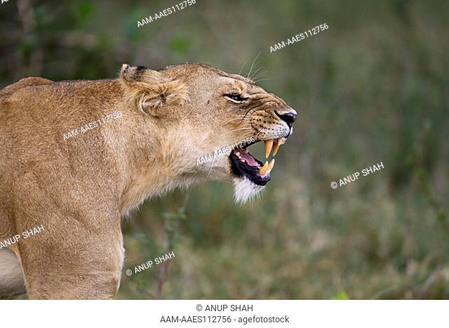 Lioness yawning (Panthera leo). Maasai Mara National Reserve, Kenya. Mar 2011