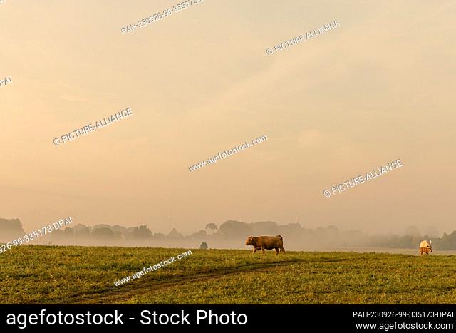 26 September 2023, Brandenburg, Hänchen: Cattle stand in a meadow in the Spree-Neisse district of southern Brandenburg. After a cool night