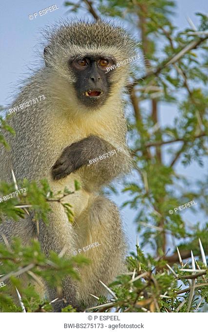 grivet monkey, savanna monkey, green monkey, Vervet monkey Cercopithecus aethiops, sitting on a branch looking surprised, South Africa, Eastern Cape