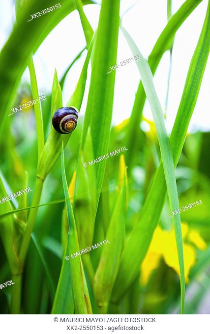 snail on green leaves