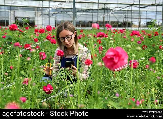 Farmer photographing flowers through smart phone in greenhouse